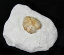 Lovenia Sea Urchin Fossil - Beaumaris, Australia #22166-1